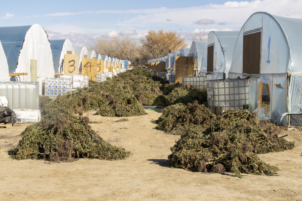 Scene of raid on marijuana farm in Shiprock, New Mexico in 2020. (Don J. Usner/Searchlight New Mexico photo)
