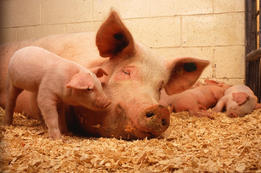 器官供需失衡是全球共同面對的課題，科學家認為經過基因改造的豬器官也許是最佳解方。（示意圖／pixabay）
