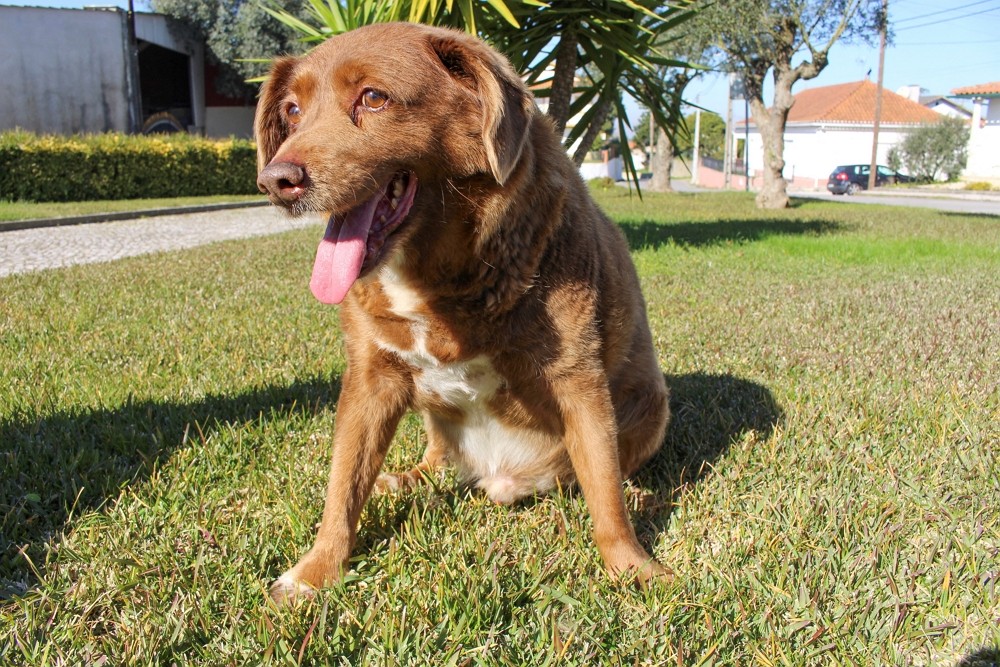 2023年2月4日，葡萄牙世界最長壽狗Bobi留影，當時30歲。（圖／路透社Catarina Demony）
