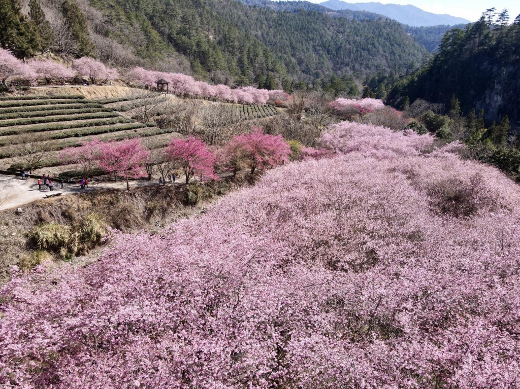 每到櫻花季，遊客總把武陵農場擠得水洩不通。（圖／武陵農場臉書）
