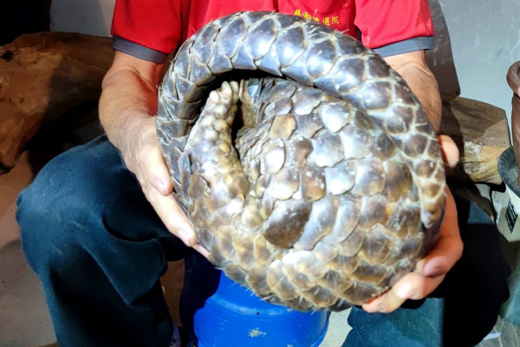Two injured pangolins turned up in Tainan City's Longqi District on two occasions recently. 
