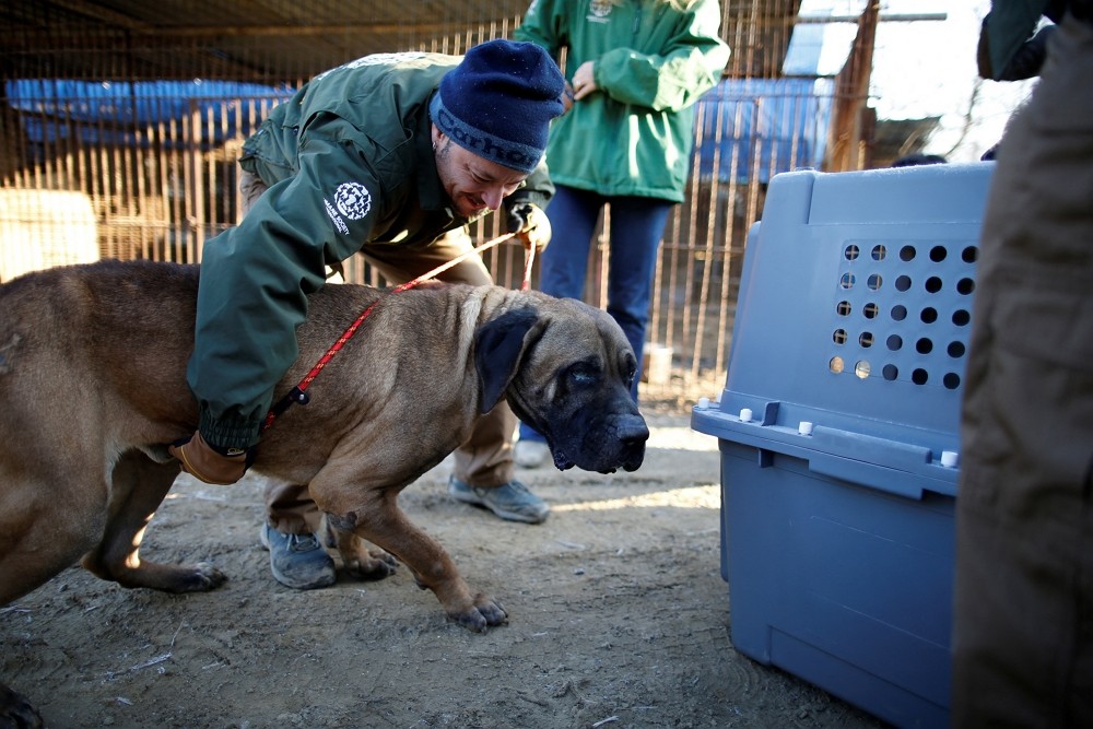 Rescue workers from Humane Society International rescue a dog at a dog meat farm in Wonju, South Korea, January 10, 2017. REUTERS/Kim Hong-J...