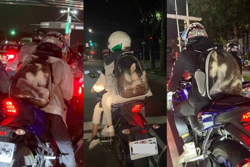 Husky seen crammed into scooter rider's backpack. (Dcard image)
