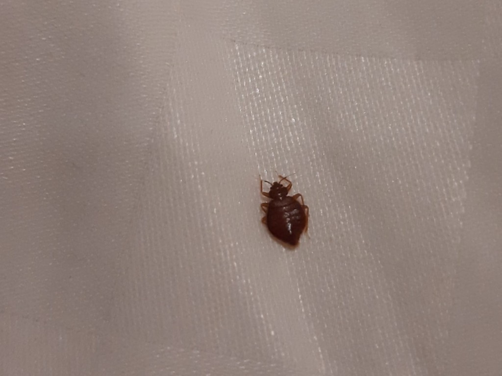 Photo of bedbug found in hotel room. (Facebook, 好想住飯店好康.踩雷不藏私 photo)
