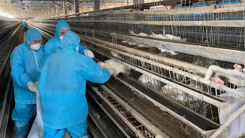 Taiwan culls first batch of hens infected with bird flu this winter. (CNA photo)
