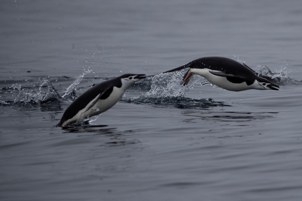 A pair of chinstrap penguins swim near Two Hummock Island, Antarctica, February 2, 20...