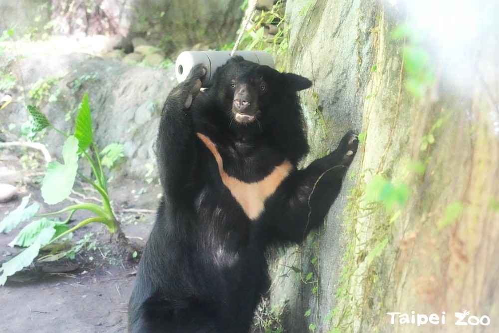 A Formosan black bear at Taipei Zoo. (Facebook, Taipei Zoo photo)
