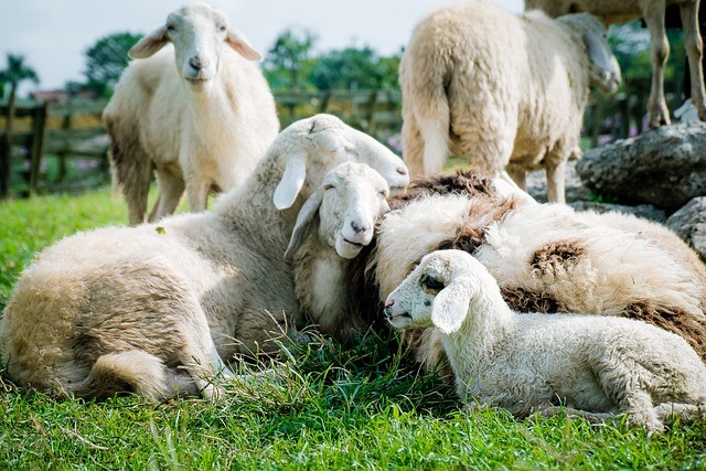 綿羊示意圖。（圖／pixabay）
