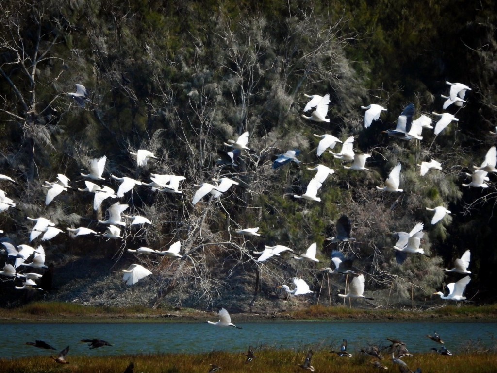 Thousands of migratory birds winter in Aogu Wetlands. (CNA photo)
