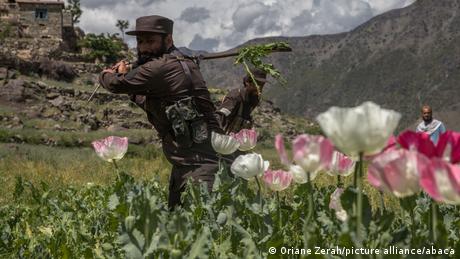 Afghanistan's Taliban rulers have cracked down on poppy cultivation