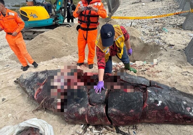 Taiwan Coast Guard inspects body of beached whale on Green Island, Jan. 9.

