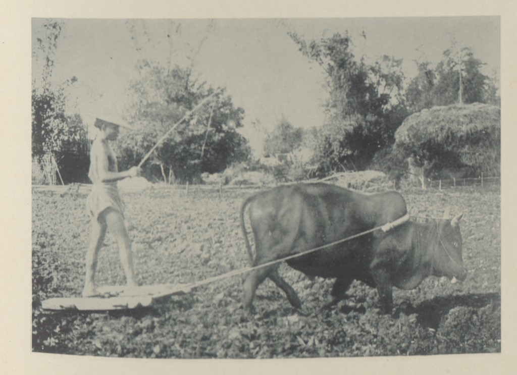 照片中的農民正指揮著耕牛進行整地，忙著在插秧前做好準備。農夫腳下踩著的器具為「割耙」，以原木製作而成，是一種用來整平農田的碎土工具，可將牛...