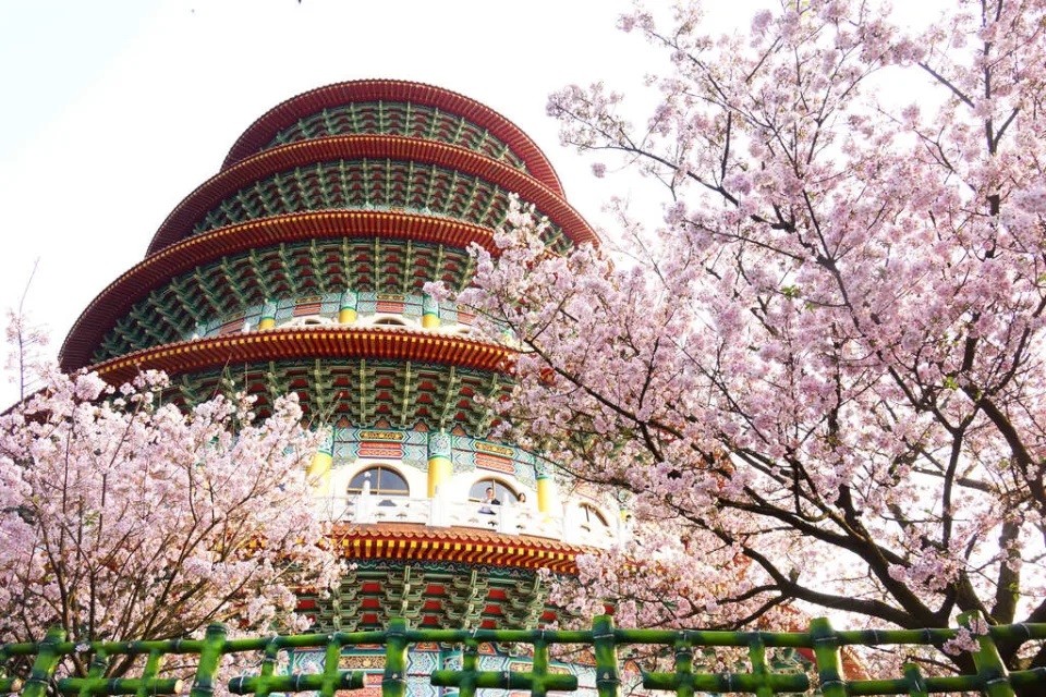 Cherry blossoms bloom around Wuji Tianyuan Temple. (New Taipei City Government photo)
