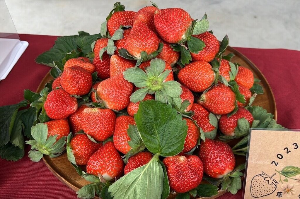 Strawberry harvest affected by cold wave. (CNA photo)
