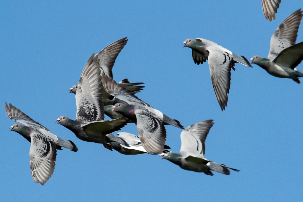 Racing pigeons are pictured mid flight. (Canva photo)
