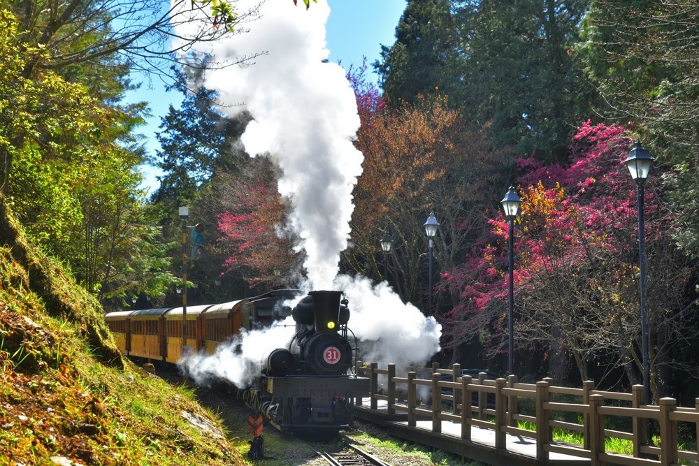 An Alishan steam train runs amid a backdrop of cherry blossoms. (Alishan Forest Railway and Cultural Heritage Office/Huang Yuan-ming photo)
