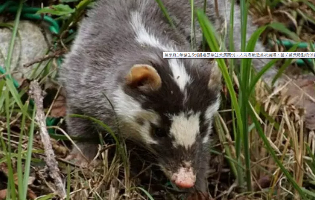 Ferret badgers found to have rabies. (Miaoli Animal Care and Health Office photo)
