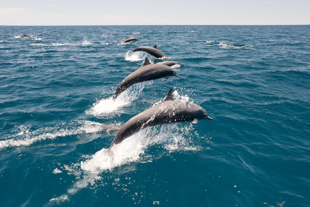 Dolphins affected by underwater noise pollution. (National Sun Yat-sen University photo)
