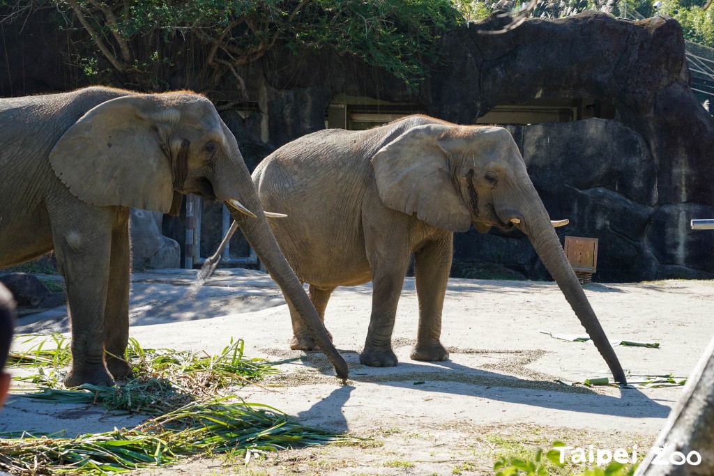 Elephants enjoying the sunshine at Taipei Zoo. (Facebook, Taipei Zoo photo)
