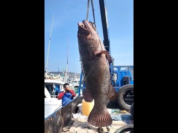 Giant grouper caught by Xiaoliuqiu fisherman that weighed 102 kg. 
