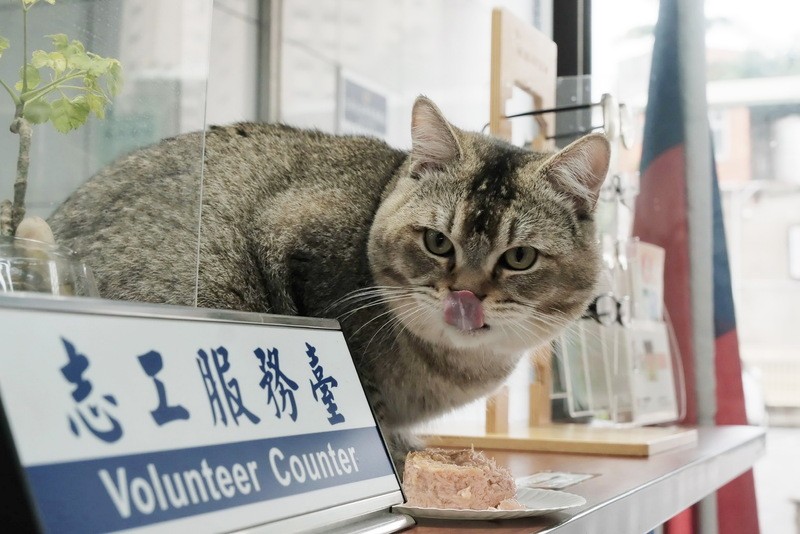 Lost cat gets loving care. (Haishan Police Precinct photo)
