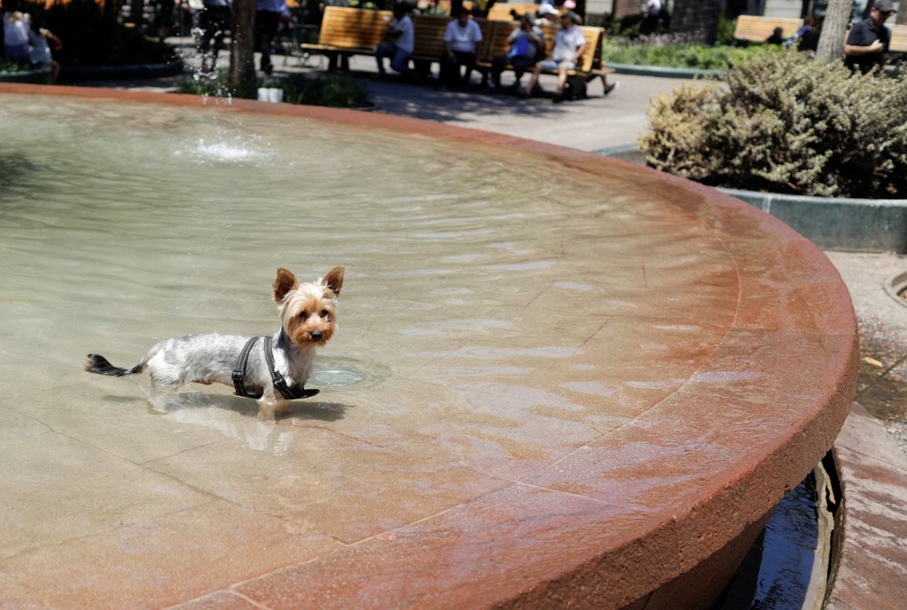A dog cools off in a fountain during a heat wave in Santiago, Chile, January 31, 2024. REUTERS/ Sofia Yanjari

