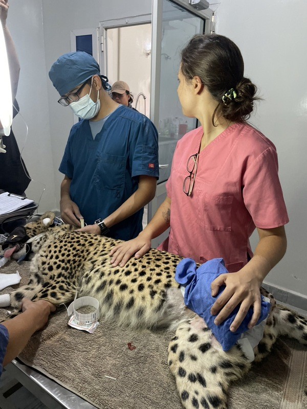 Taiwan veterinarian volunteers to help cheetahs. (CNA photo)
