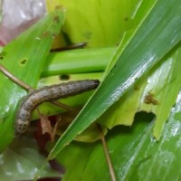Fall armyworms spread to 10 Asian countries, threaten 20% of crops