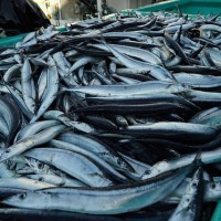 First Pacific saury fishing quota passed unanimously