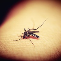 Breaking! New Taipei City reports first local dengue fever case of 2019