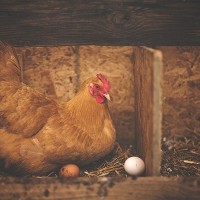 Chinese research concludes egg comes before chicken