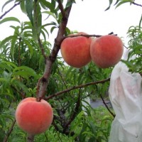 水蜜桃新品種「紅金」　耐貯運可望提高農民獲利