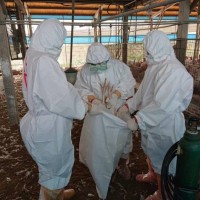 台灣台南爆發今年第2例禽流感　學甲702隻火雞遭撲殺