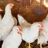 英國爆發禽流感　台灣農委會：即日起從非疫區名單移除