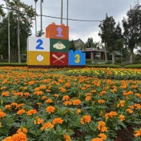 Chrysanthemum show in Taipei opens Friday