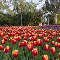 2021 Taipei Shilin Residence Tulip Festival to begin soon