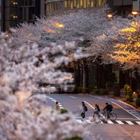 【一花一世界】日本櫻花提早盛開破千年紀錄 從花期看生態災難