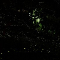 View fireflies at central Taiwan’s forest recreation area
