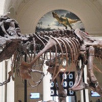 ‘Like Godzilla, but actually real’: Study shows T. rex numbered 2.5 billion
