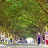Tree-lined country road in southern Taiwan becomes popular destination