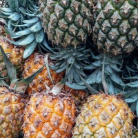 All you need to know about pineapples in Taiwan