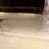 Men in black hurl 1,000 roaches during Taipei police chief banquet