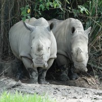 瀕絕白犀牛自在玩泥巴　臺北動物園期盼誕下新成員