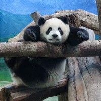 台北動物園：大貓熊圓寶實體抓周取消 多元平台推「療癒吃播」及慶生叭
