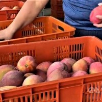 Taiwanese rush to support Fangshan mangoes 