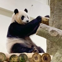 臺北動物園：大貓熊圓仔將滿8歲 7/6線上許願
