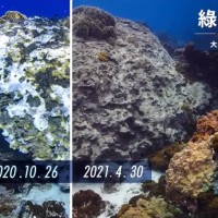 海洋環境健康指標！綠色和平示警珊瑚白化危機 呼籲正視氣候緊急情況