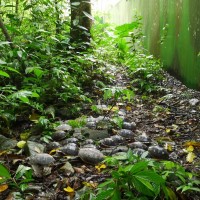 查緝後送瀕危野生龜 2500隻再度悠遊臺灣山林與水域