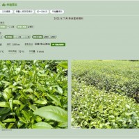 整合5大茶區管理資訊 臺灣茶葉生產管理資訊平台上線