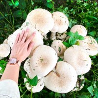 Huge 'Snorlax' enoki mushrooms sprout at southern Taiwan museum during pandemic closures